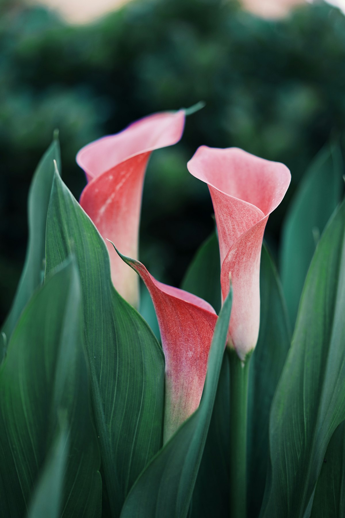 Calla Blush