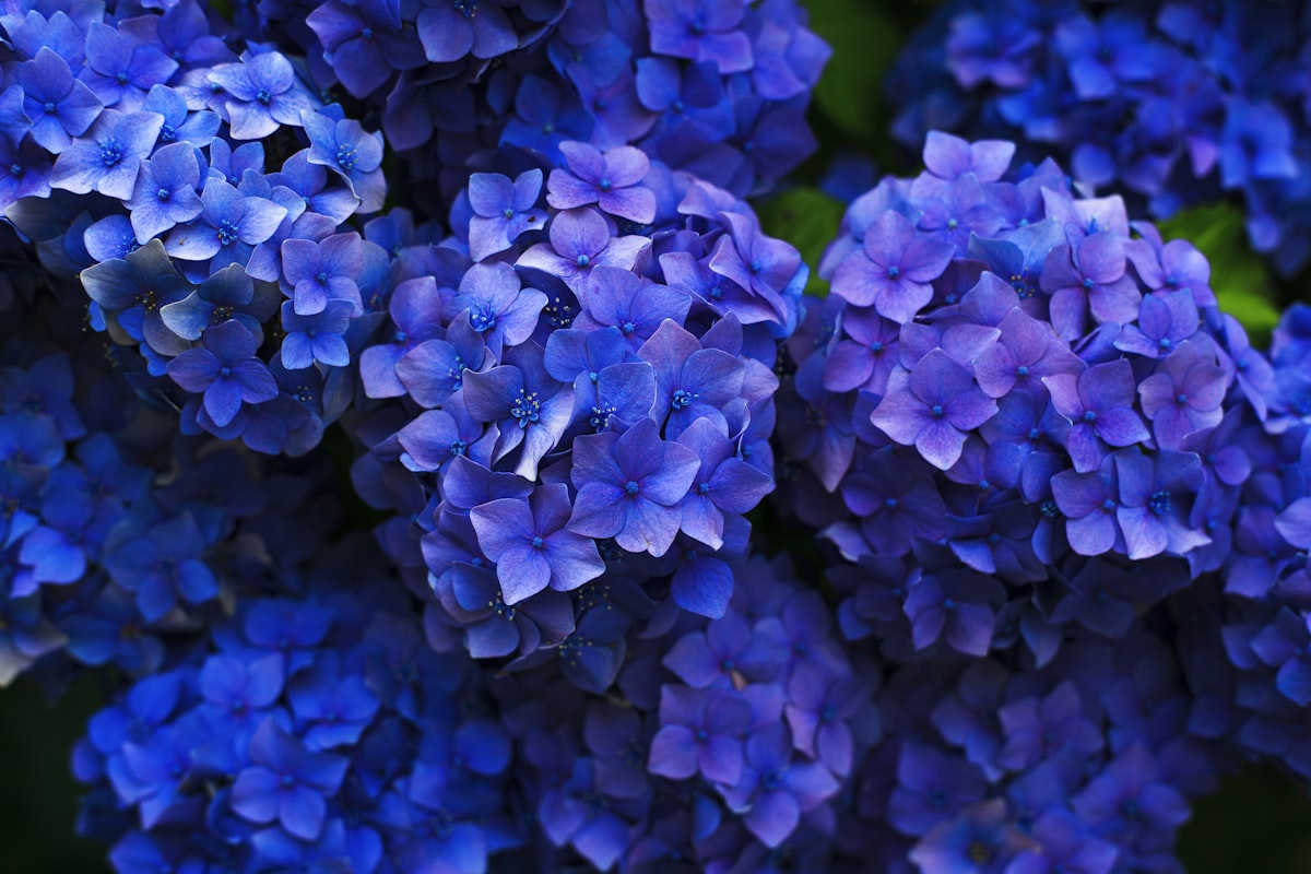 Hydrangea Sky