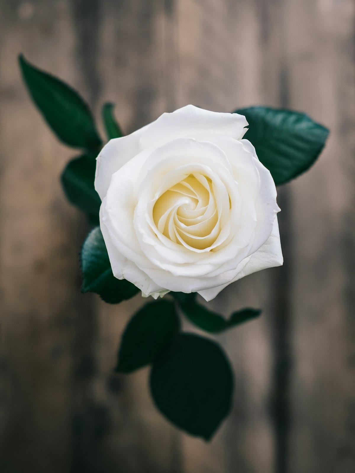 Ivory Rose