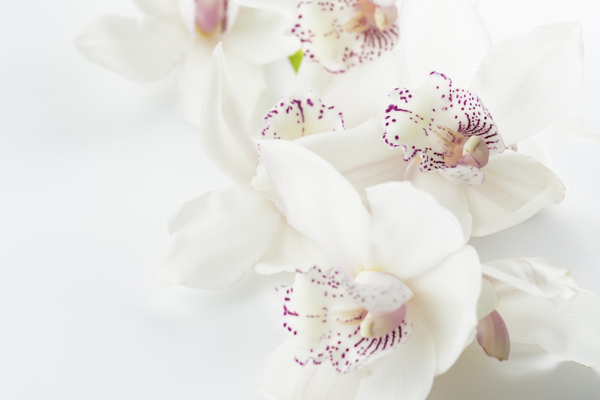 Orchid Whisper