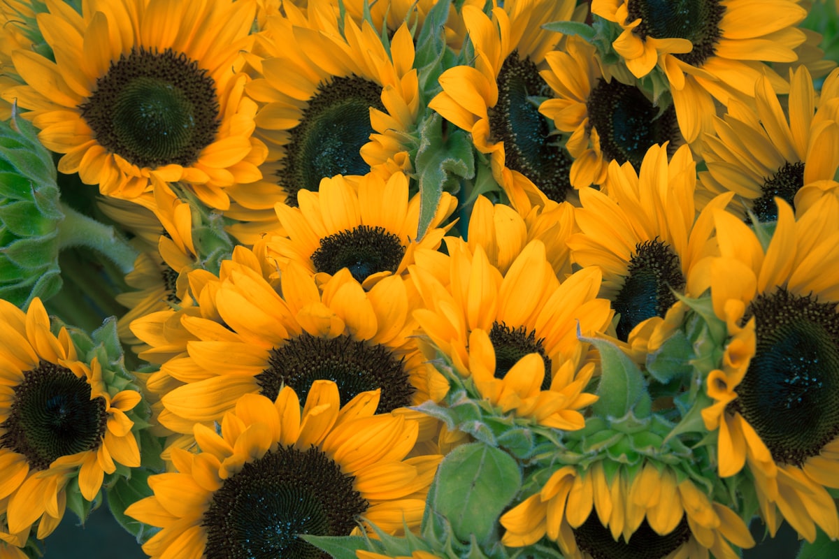 Sunny Side