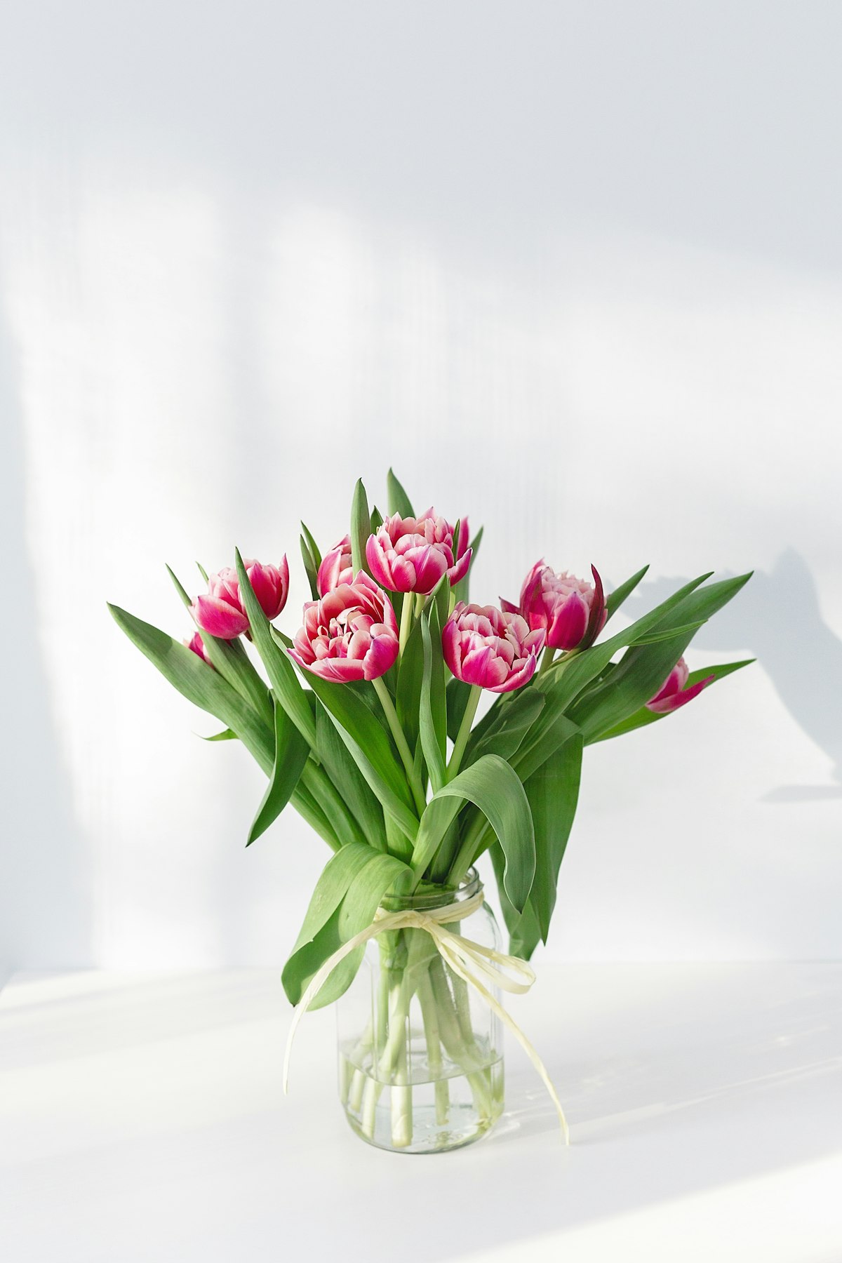Tulip Morning